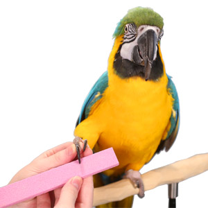 Parrot Wizard Nail Trimmer Stone