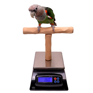 Parrot Wizard NU Perch Scale